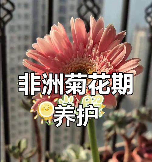 夏天怎样养护非洲菊？（打造绚丽夏日花海，尽享非洲菊的美丽与繁荣）