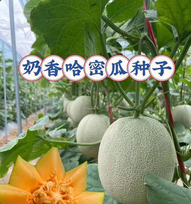 哈密瓜种子发芽全过程剖析（探究哈密瓜种子发芽的时间、条件、方式以及注意事项）