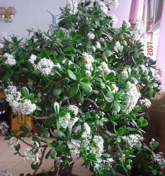 燕子掌的养花技巧（掌握这些关键，让你的燕子掌开花如繁星）