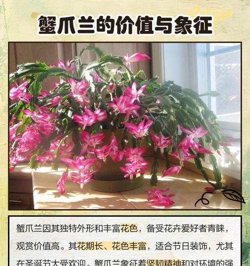 揭开蟹爪莲茎黄的奥秘（探索蟹爪莲茎黄的特性及应用领域）