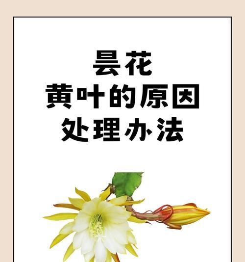 冬天昙花叶子软了的补救方法（保护昙花叶子健康的技巧与建议）