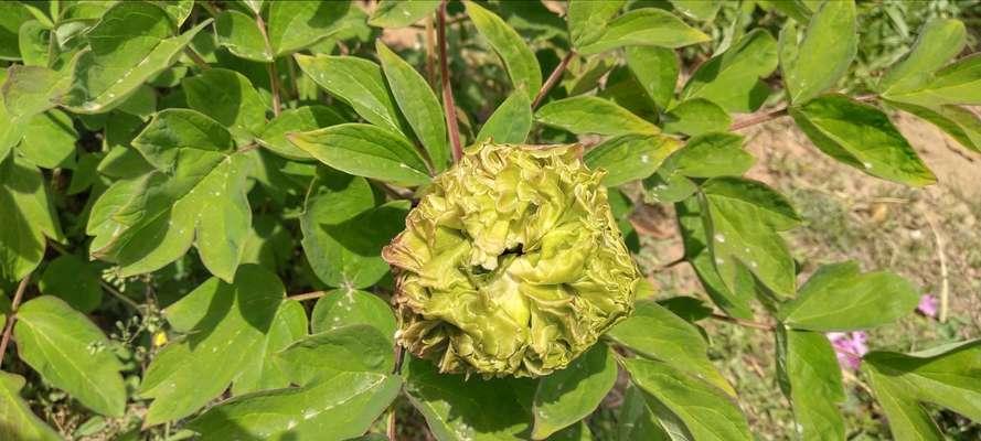 牡丹花开完花了怎么办？（如何延长牡丹花的生命？）