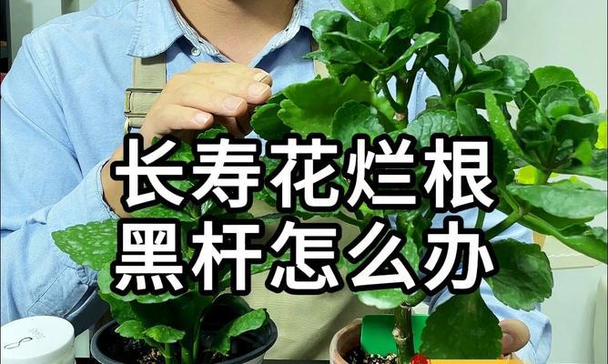 怎样避免长寿花烂根（长寿花的养殖要点）
