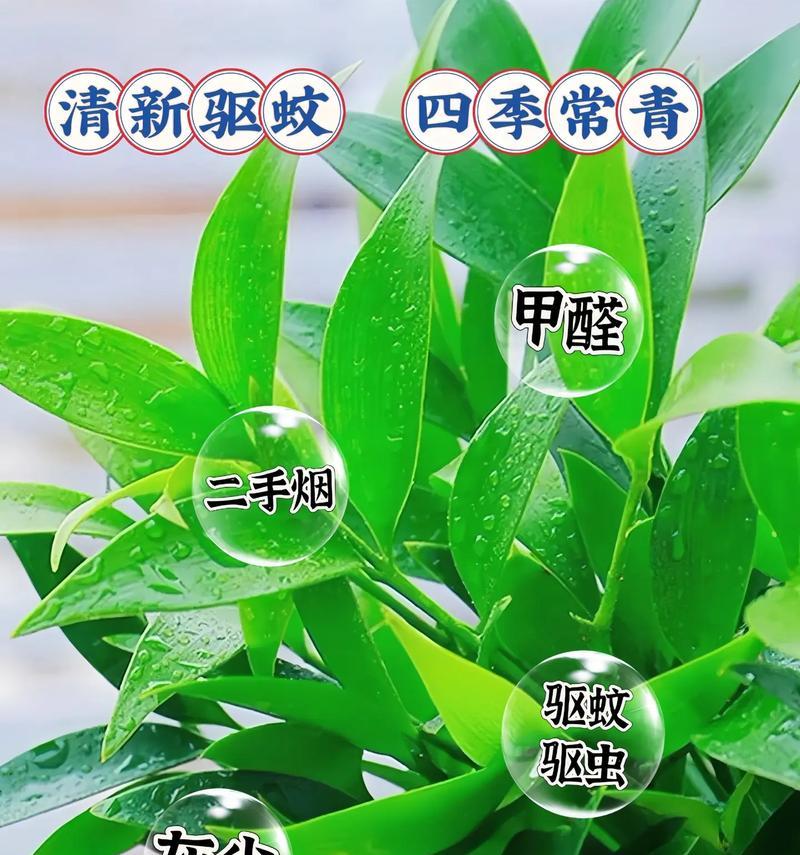 驱蚊花的养殖技巧（打造无蚊夏日的小窍门）