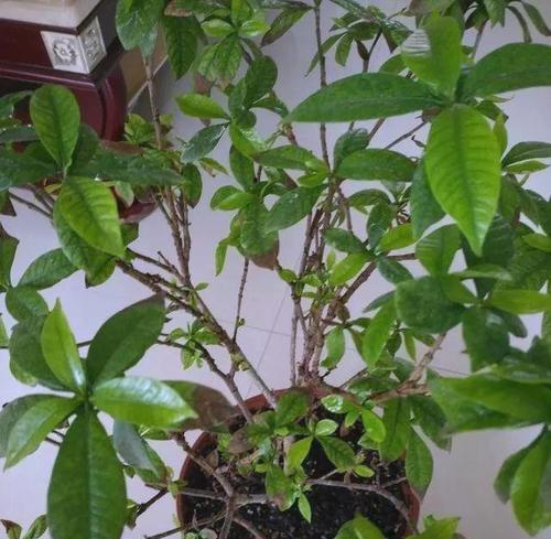 春天栀子花叶黄的处理方法（保护花树健康，赏花更美）