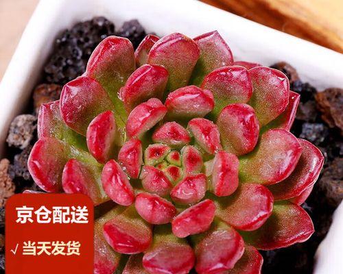 多肉星美人的爆盆技巧与经验分享（打造多肉星美人盆栽的关键步骤及注意事项）