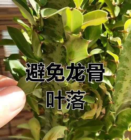 悲哀的景象（探索龙骨失去叶子的原因与影响）