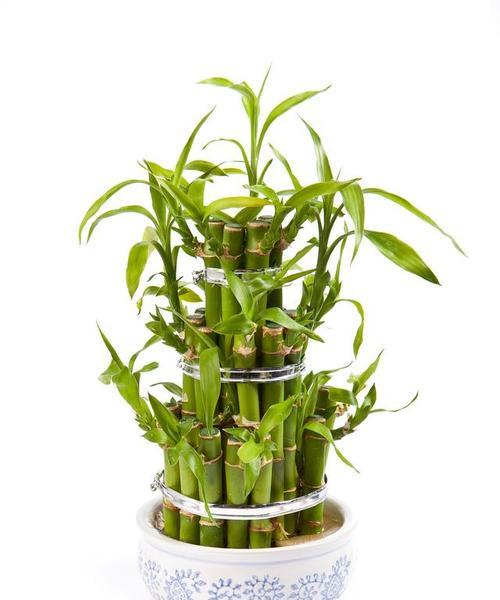 转运竹植物养护指南（打造绿色空间的必备技巧）