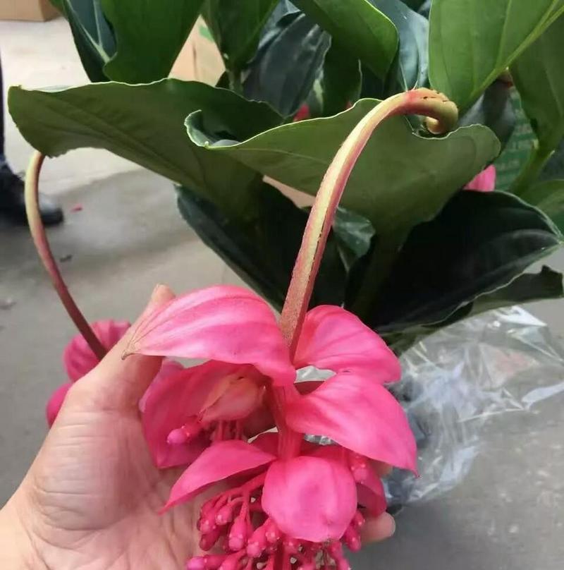 无苗头宝莲灯花的养殖技巧（打造美丽花园的必备之选）