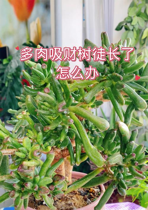 多肉吸财树冬季养护全攻略（如何正确照顾你的多肉吸财树，让它在冬天茁壮成长）