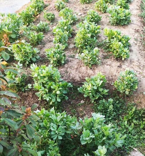 冬季蚕豆苗的养护方法、冻害对蚕豆苗的影响、冬季养护蚕豆苗的注意事项