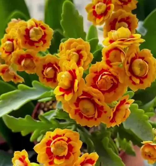 长寿花卉养殖的方法与技巧（打造长寿花园，享受花开的美好）