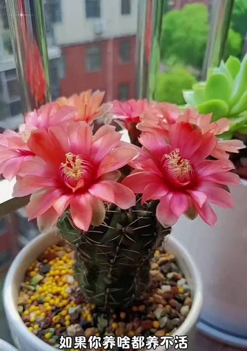 绯花玉的养殖技巧（以绯花玉怎么养才容易开花）