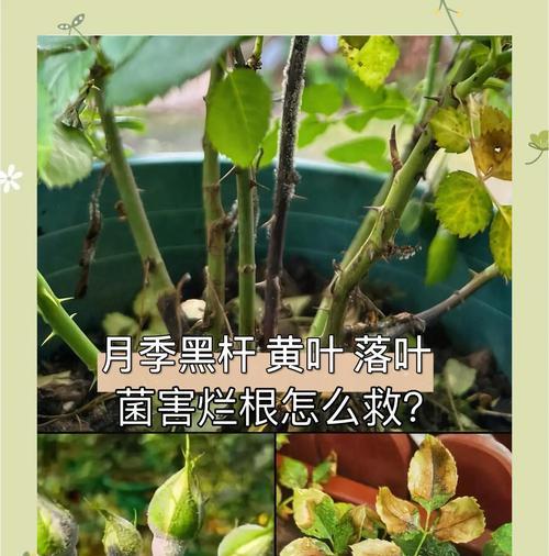 月季黑叶掉叶，如何解决？（保护月季叶片，还原鲜亮色彩）
