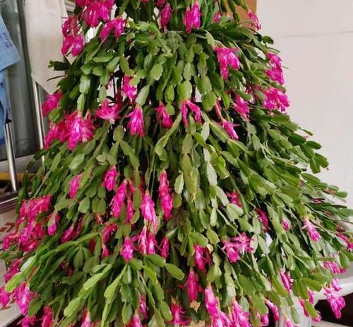 栽培蟹爪兰花的技巧（以栽蟹爪兰花为主题的栽培指南）