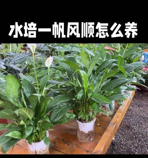 打造宜居舒适的家园——以一凡风顺的养护指南（关注细节，呵护家居环境，营造美好生活）