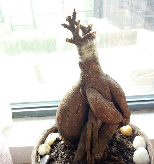 冬天人参蓉的正确浇水方法（室内种植人参蓉的水分需求及浇水技巧）