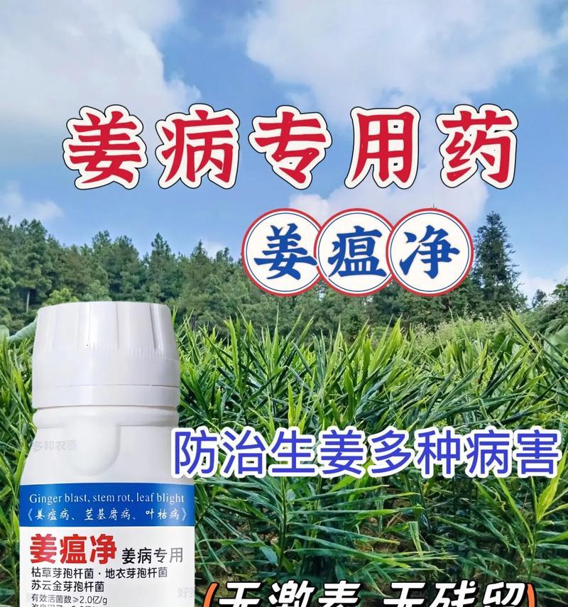 生姜的肥料种类和使用方法（选择恰当的肥料，让生姜生长更健康）