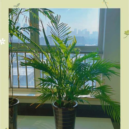 如何正确养护散尾葵黄叶状况详解（散尾葵黄叶原因及应对措施，助你打造健康繁茂的植物）