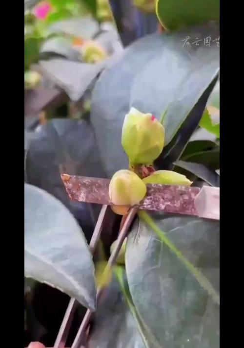 茶花的花朵掉落及处理方法（茶花的花朵掉落原因与解决方案）