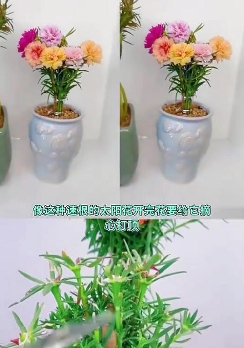 以太阳花的扦插技巧与方法（探究以太阳花扦插的步骤和关键要点）