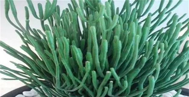 中华蚊母繁植的方法与技巧（掌握中华蚊母繁植，打造绿意盎然的生态环境）