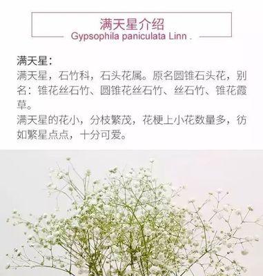 如何种植满天星？（满天星种植时间、满天星种植方法步骤）