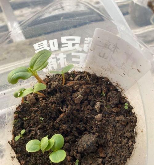 凤仙花发芽后不长叶怎么办？挽救草坪中的凤仙花生命！（凤仙花的生长秘诀与维护技巧）
