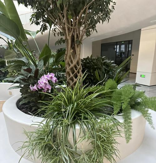冬日里的吊蓝乐趣（探寻寒冷季节中吊蓝的生存之道）