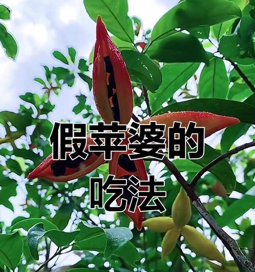 以苹婆怎么食用为主题的文章（探索苹婆的烹饪与食用方法）