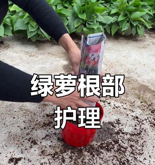 绿箩根子烂了怎么办？（保护植物健康与防治措施详解）