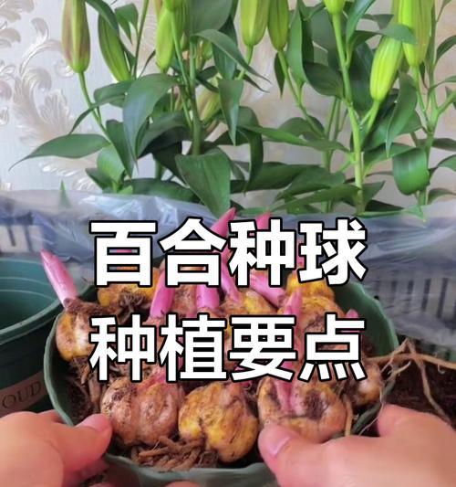 百合的种植技巧与注意事项（打造绚丽花海，掌握百合种植的诀窍）