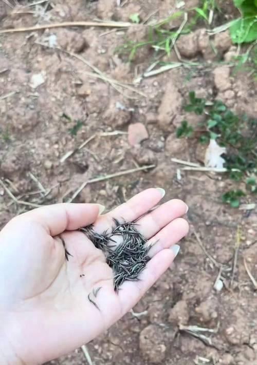 摘取波斯菊种子的正确方法（学会正确的时间、工具和技巧，让你的波斯菊丰收更多）