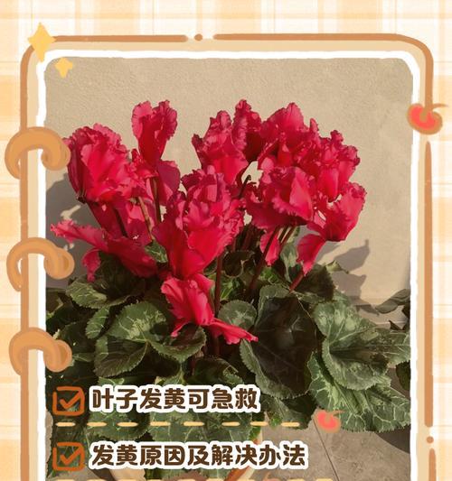 如何清洁锦晃星叶片污垢（有效清除锦晃星叶片污垢的方法及技巧）
