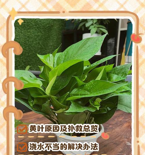 绿萝叶子发黄的原因及解决方法（绿萝水植物叶子发黄，如何拯救你的绿萝？）