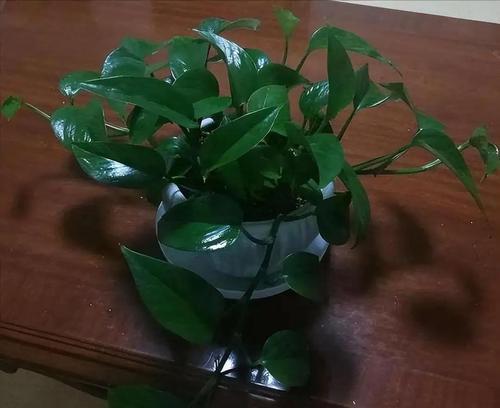 花浇啤酒（探寻花浇啤酒的独特魅力）