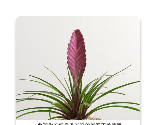 铁兰的浇水技巧与要点（掌握正确的浇水频率与水量，打造美丽的铁兰花园）