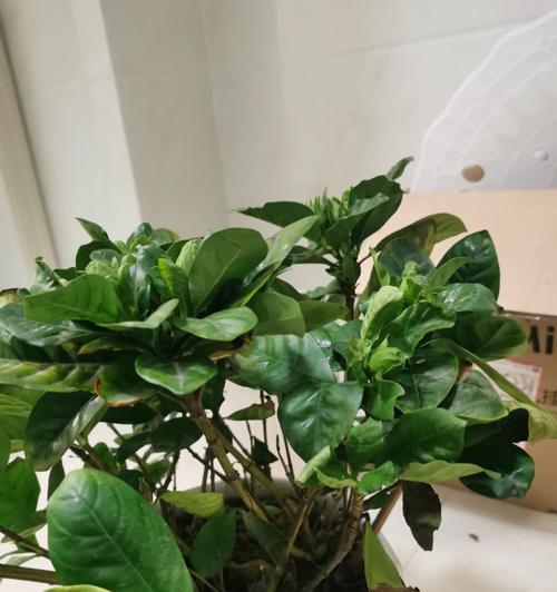 室内栀子花养护指南（以黑龙江为背景的栀子花养护经验分享）