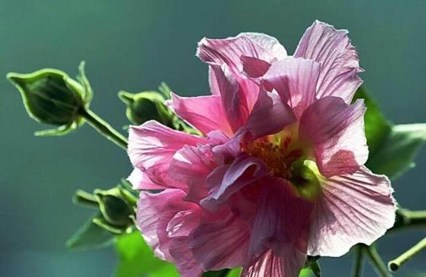 芙蓉树养护全攻略（了解芙蓉树的养殖要点，轻松打造美丽花园）