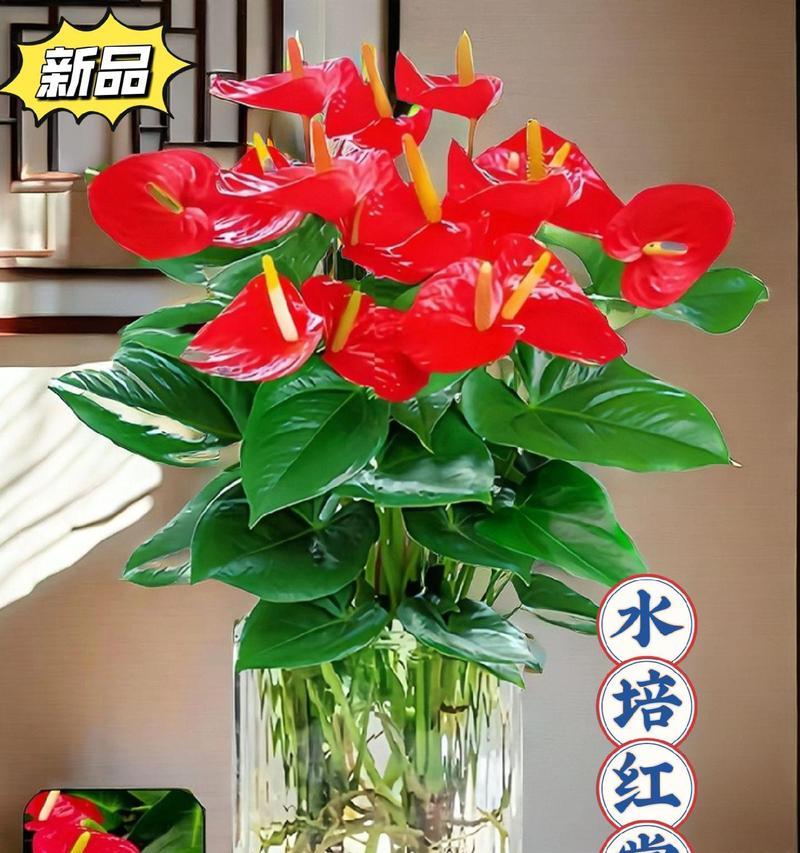 水培红掌烂根的修复方法（如何有效修复水培红掌烂根问题）