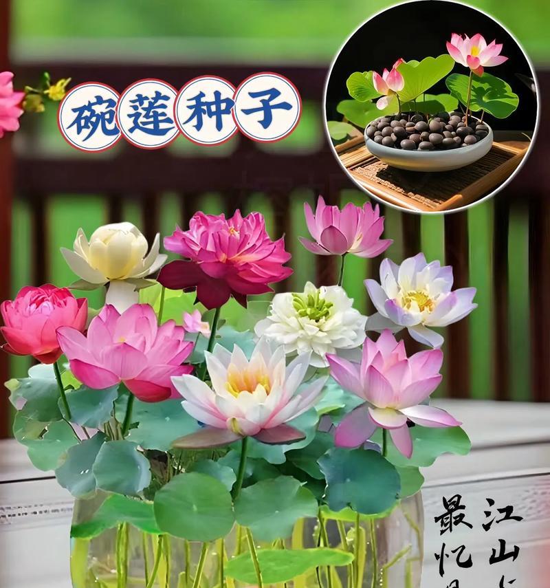 以黑法师水培后如何种植，打造盛开的绿色花园（黑法师水培后的种植技巧，让您的花园焕发生机）