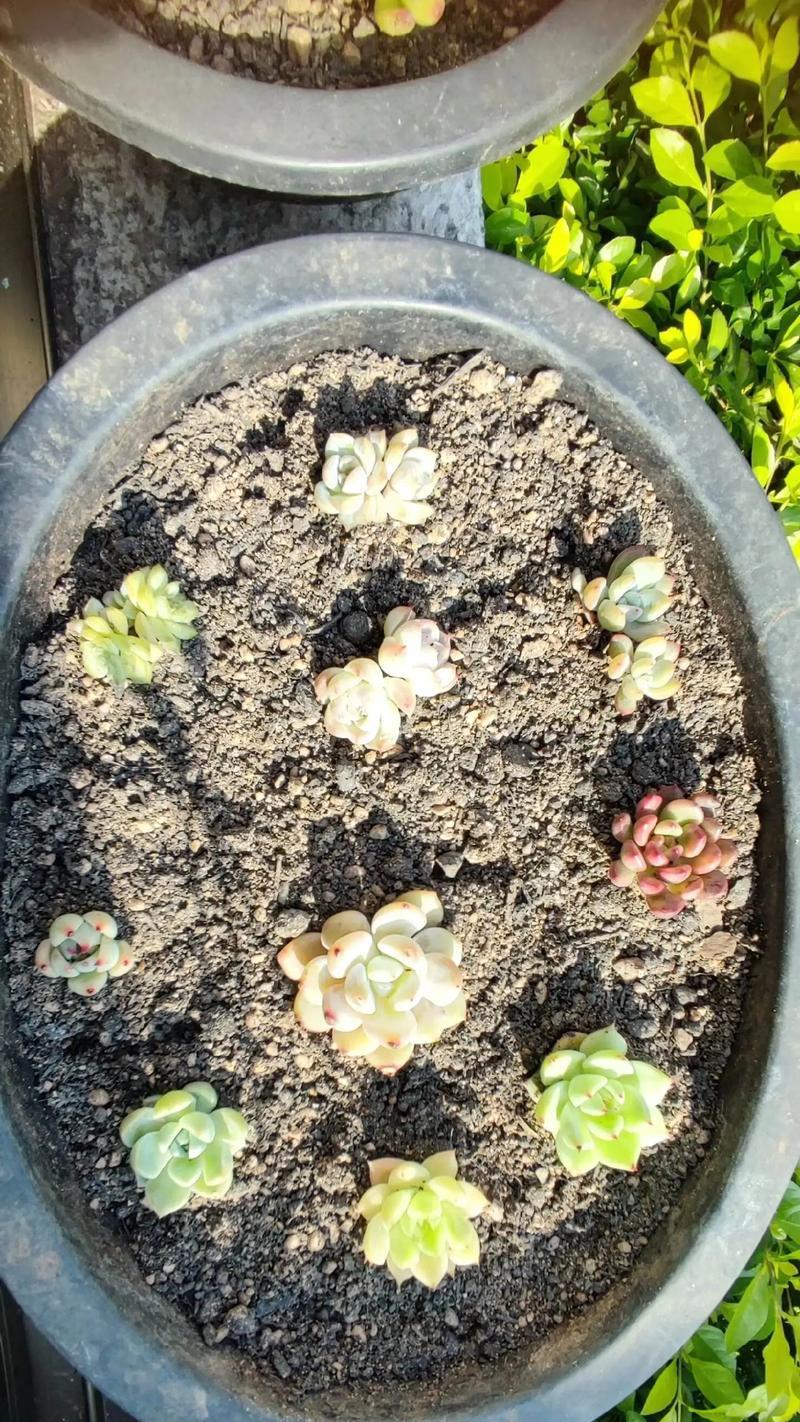 多肉苗的盆栽方法与技巧（打造美丽多肉花园，从盆栽开始）