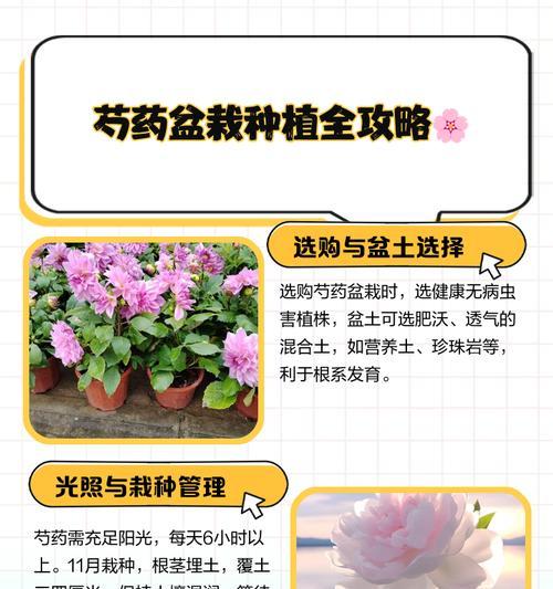 芍药花叶子枯黄修剪指南（教你一招解决芍药花叶子枯黄问题的方法）