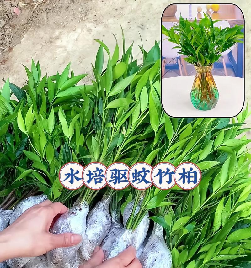 竹子养护指南（以竹子为主题的养护技巧，轻松打造绿色家居）