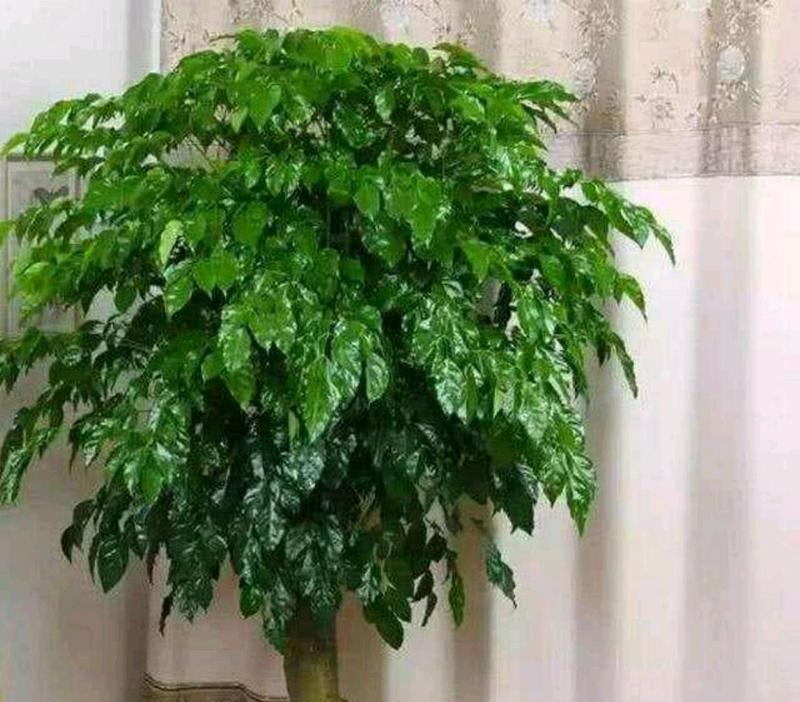 阿司匹林浇幸福树的神奇效果（药物治疗与环境保护的完美结合）