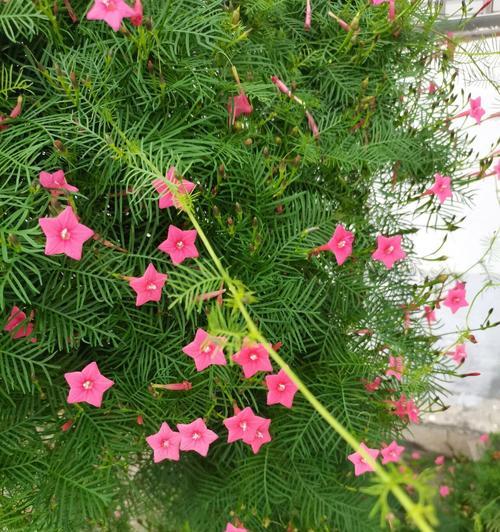茑萝花的养护指南（打造绚丽花园的秘诀）