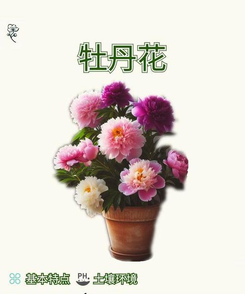 牡丹花的肥料施用技巧（让你的牡丹花倍儿棒）