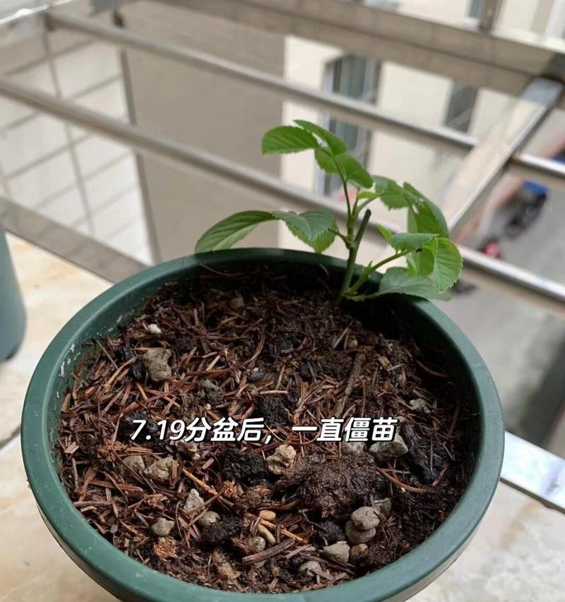 月季虫害后僵苗的防治策略（保护月季苗木健康成长的关键技巧）