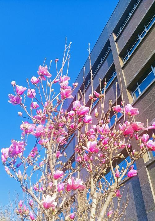 冬天养殖玉兰花的技巧与注意事项（玉兰花的冬季养护，做好这些关键步骤才能保持花木的健康与美观）