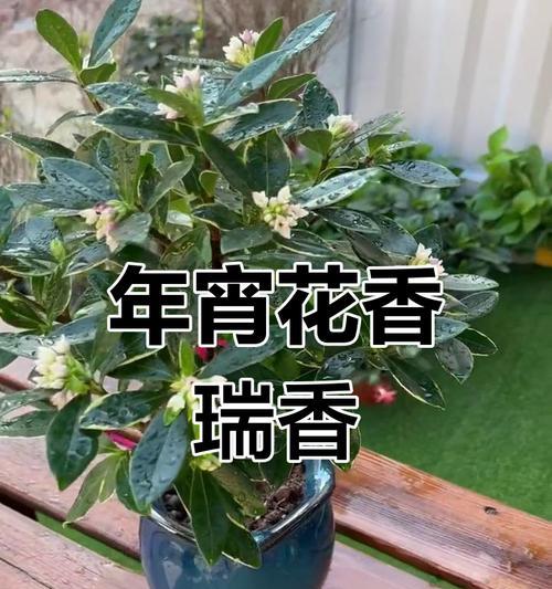 如何正确养护瑞香植物（从选购到养护，教你打造美丽花园）